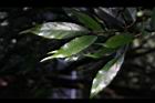 薯豆-葉20.JPG