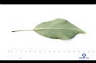 薯豆-葉背26.JPG