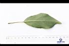 薯豆-葉背28.JPG