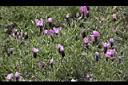 薰衣草-花04.JPG