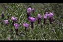 薰衣草-花09.JPG