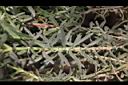 薰衣草-葉序00.JPG