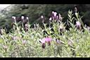 薰衣草06.JPG