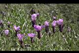 薰衣草-花07.JPG