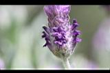 薰衣草-花12.JPG