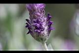薰衣草-花13.JPG