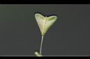 薺菜-實42.jpg