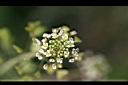 薺菜-花00.jpg
