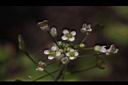 薺菜-花09.JPG