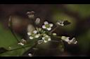 薺菜-花13.JPG