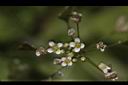 薺菜-花15.JPG
