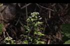 薺菜-實04.JPG