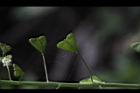 薺菜-實15.JPG