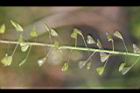 薺菜-實26.jpg