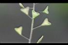 薺菜-實32.jpg