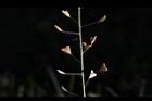 薺菜-實52.JPG