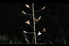 薺菜-實53.JPG