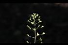薺菜-實54.JPG
