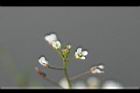 薺菜-花03.jpg