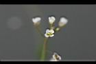 薺菜-花04.jpg