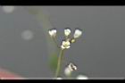 薺菜-花05.jpg
