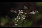 薺菜-花06.JPG