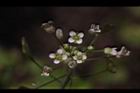 薺菜-花07.JPG