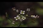 薺菜-花08.JPG