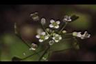 薺菜-花11.JPG