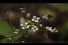 薺菜-花14.JPG