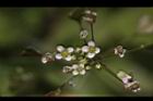 薺菜-花16.JPG