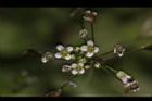 薺菜-花17.JPG