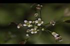薺菜-花18.JPG