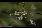薺菜-花19.JPG
