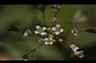 薺菜-花20.JPG