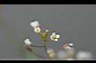 薺菜-花21.jpg