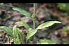 薺菜-莖生葉01.jpg