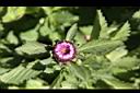 藍冠菊-花冠1.jpg