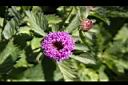 藍冠菊-花冠5.jpg