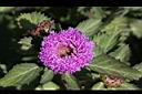 藍冠菊-花冠7.jpg