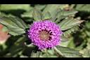 藍冠菊-花冠8.jpg