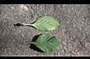 藍冠菊-葉1.jpg