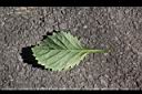 藍冠菊-葉背.jpg