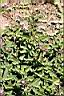 藍冠菊01.jpg