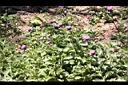 藍冠菊02.jpg