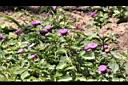 藍冠菊04.jpg