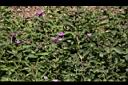 藍冠菊09.jpg