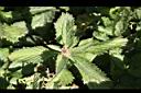藍冠菊10.jpg