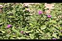 藍冠菊12.jpg