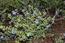 藍星花22.JPG